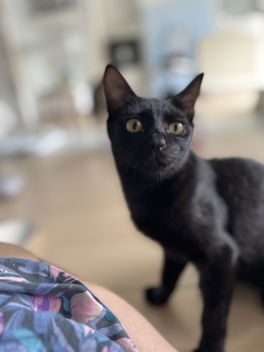 ⭐️11月2日参加猫⭐️大阪府堺市⭐️ポル⭐️5ヶ月の女の子