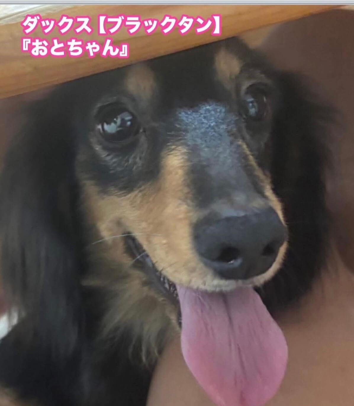 おとちゃん