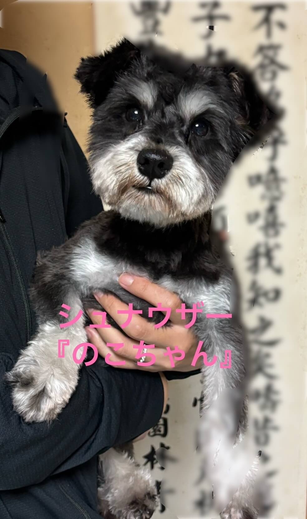 のこちゃん
