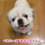 あさこちゃん