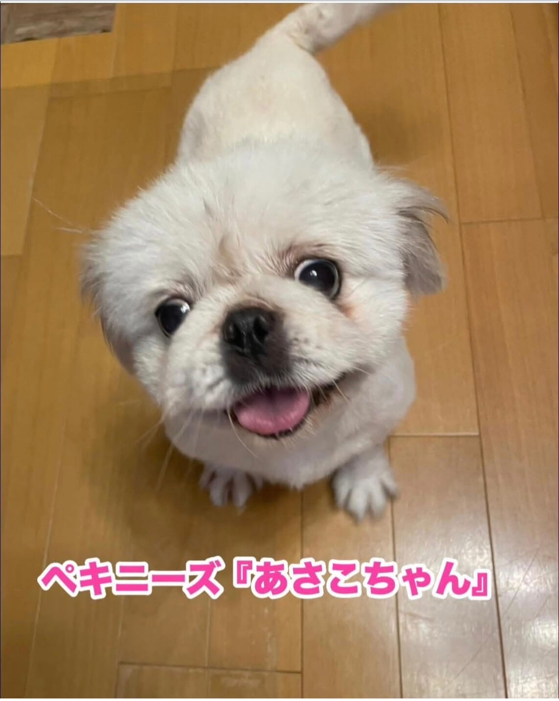 あさこちゃん