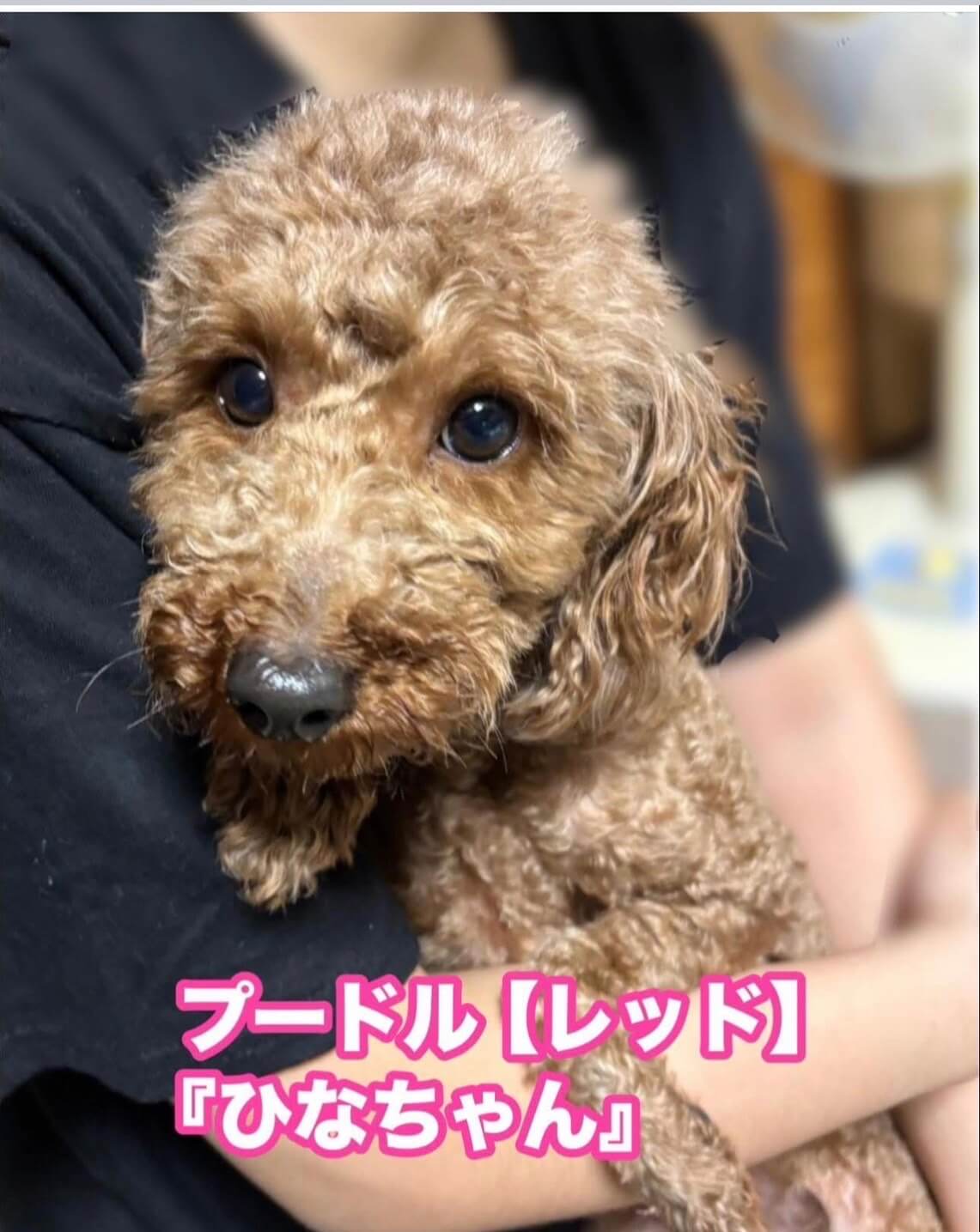 ひなちゃん