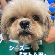 アトム君