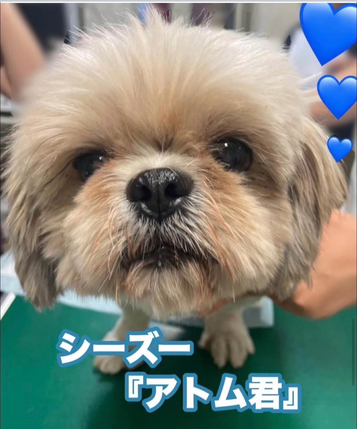 アトム君