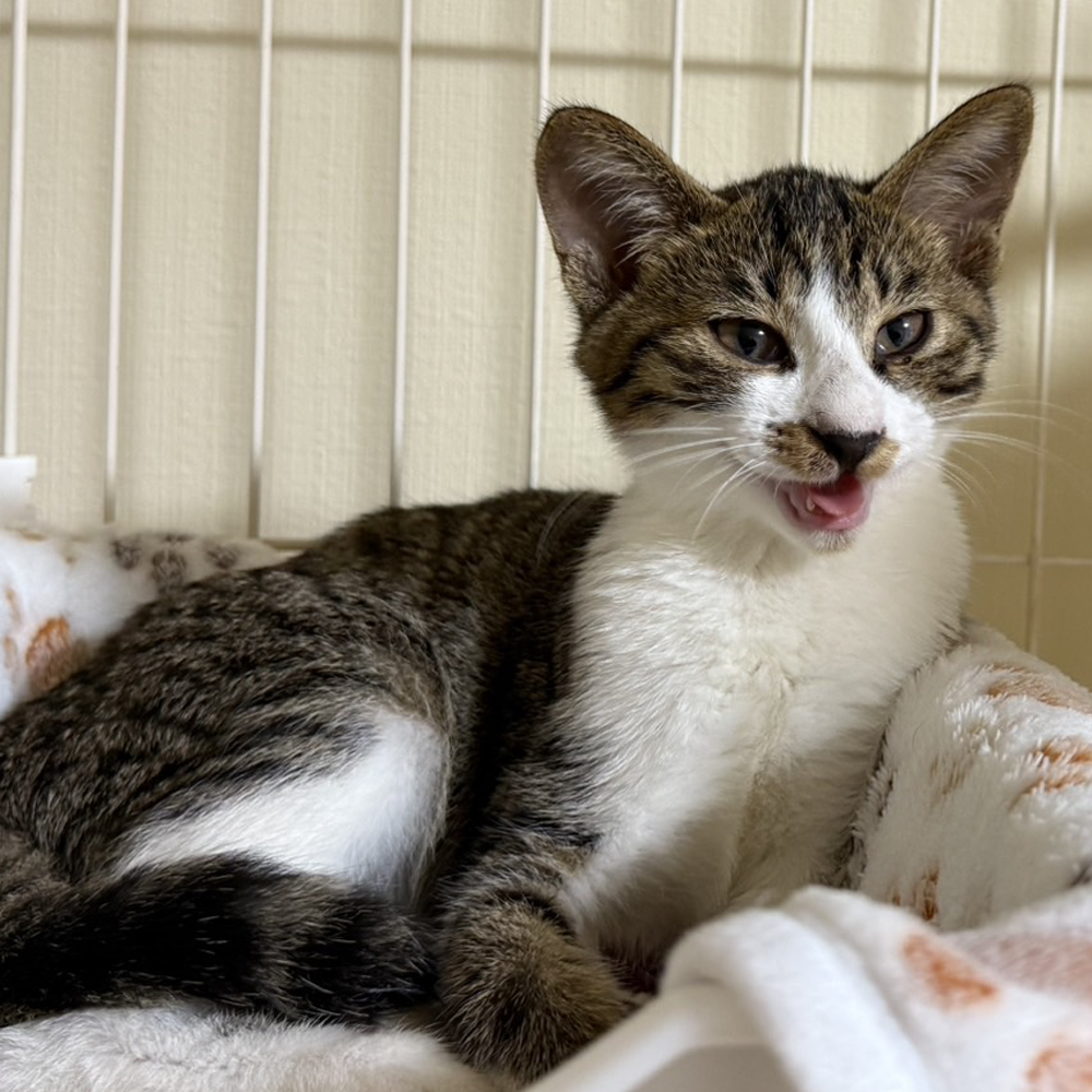 ひと目見たらもう虜！ ちびっこ織田信長『殿』４カ月