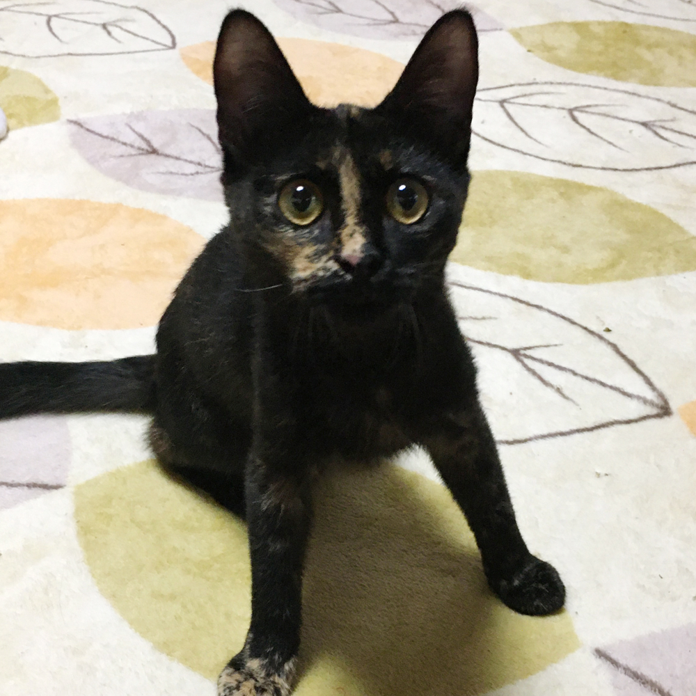 くりくりお目目のサビ子猫『キョロちゃん』5カ月