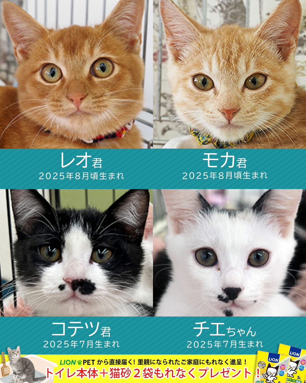 子猫大好き21匹譲渡会★みよし市