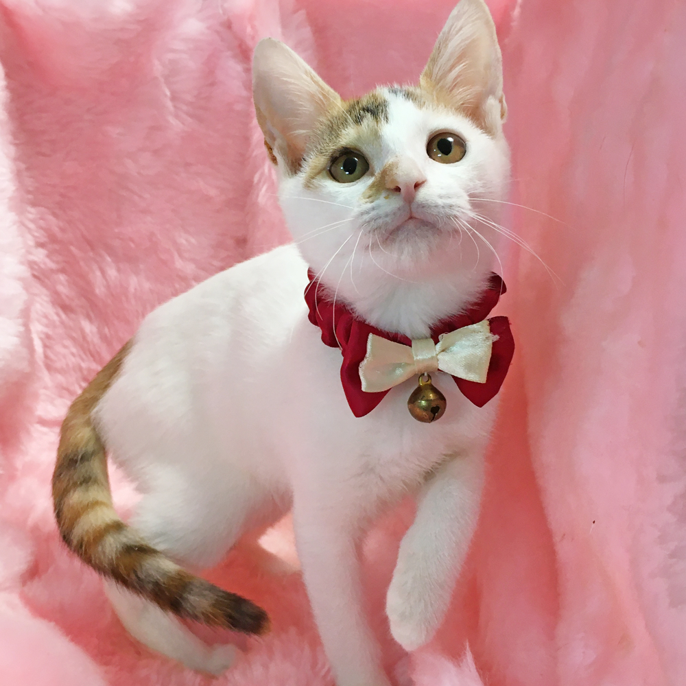 つぶらな瞳の白三毛『しらたまちゃん』３カ月