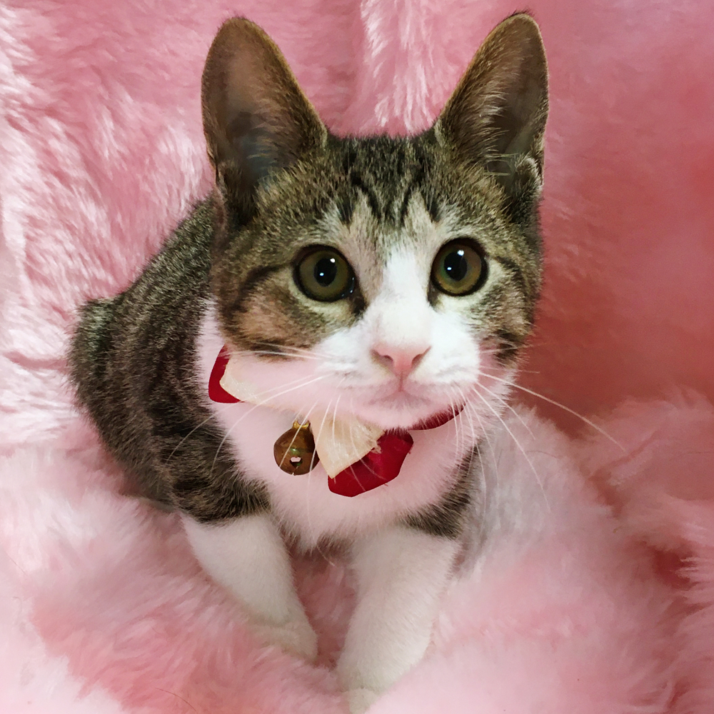 くりくりお目目!キジ白のハチワレ『わらび君』3カ月