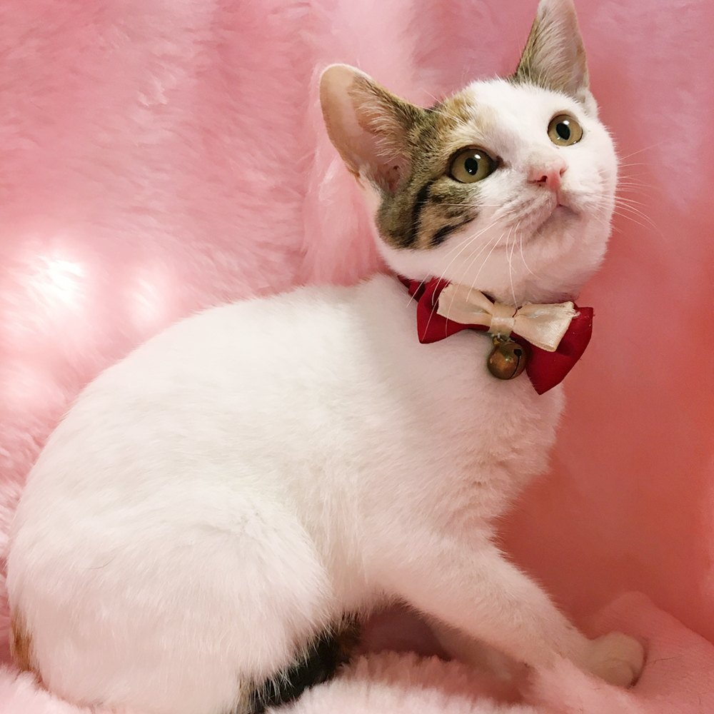 和風三毛『あんみつちゃん』3カ月