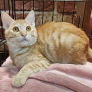 フェネック風!クリーム茶トラ『いなり君』4ヶ月