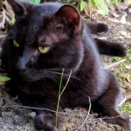 成猫黒オス（年齢不明）