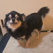 チワワの女の子♀️ココちゃん