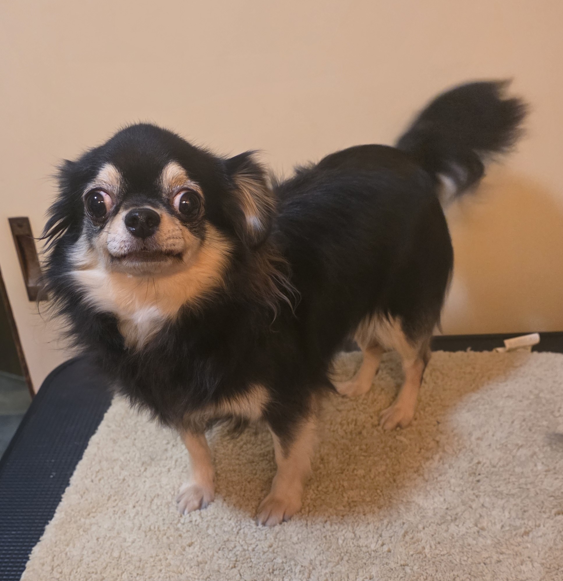 チワワの女の子♀️ココちゃん