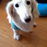 プーさん大好き8歳の女の子です。