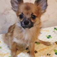ミックス(チワワ×ポメラニアン)♂️6ヵ月