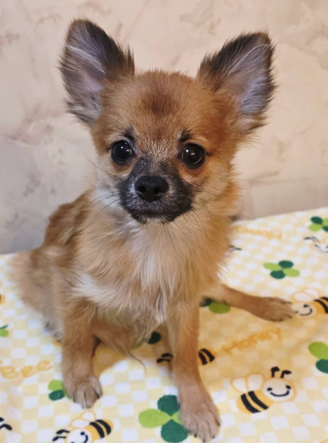 ミックス(チワワ×ポメラニアン)♂️6ヵ月