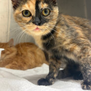 なでなで好きサビ柄てんてん(11/24譲渡会)