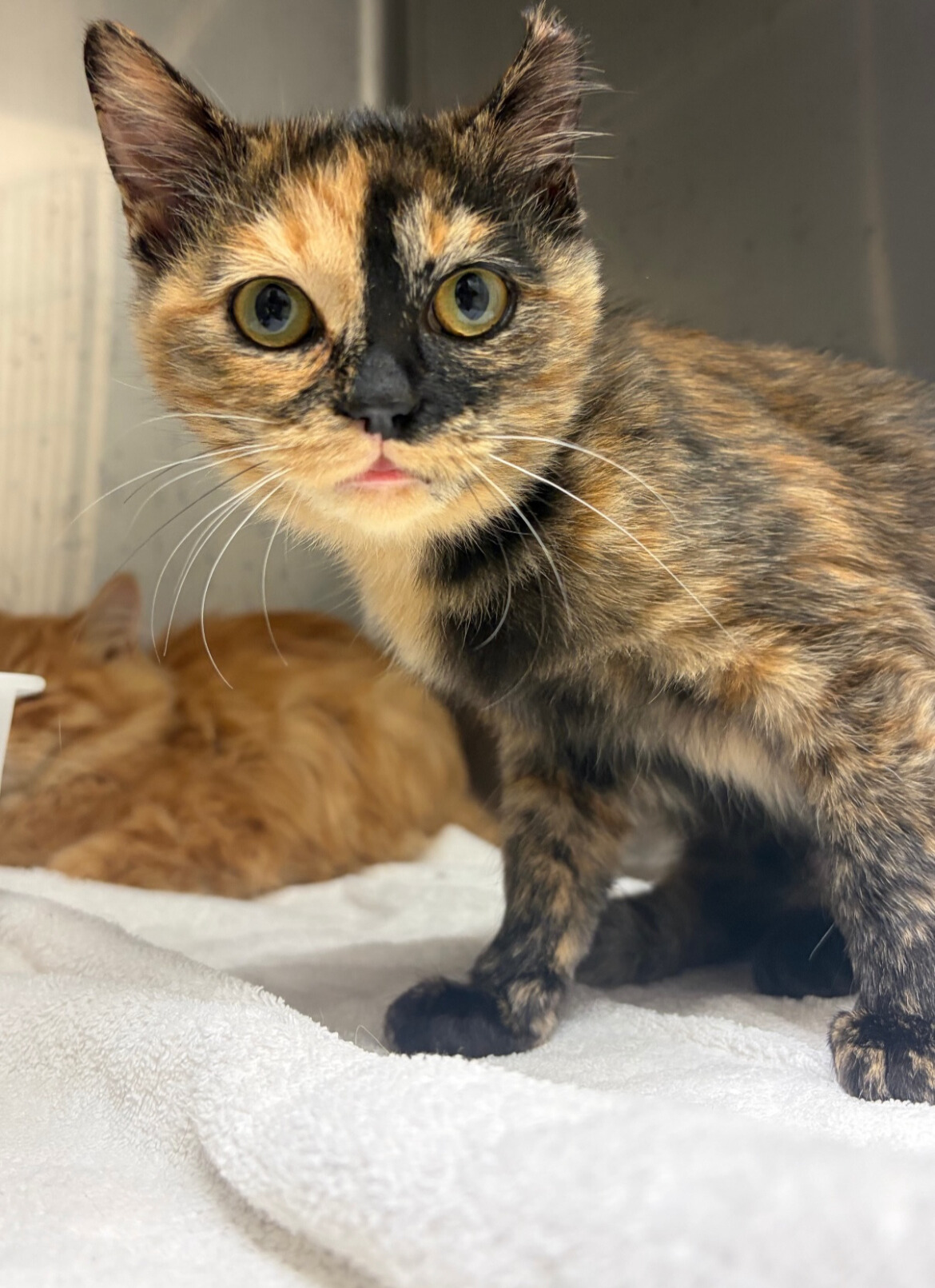 なでなで好きサビ柄てんてん(11/24譲渡会)