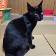 5/27保護、生後6ヶ月のクロネコちゃん