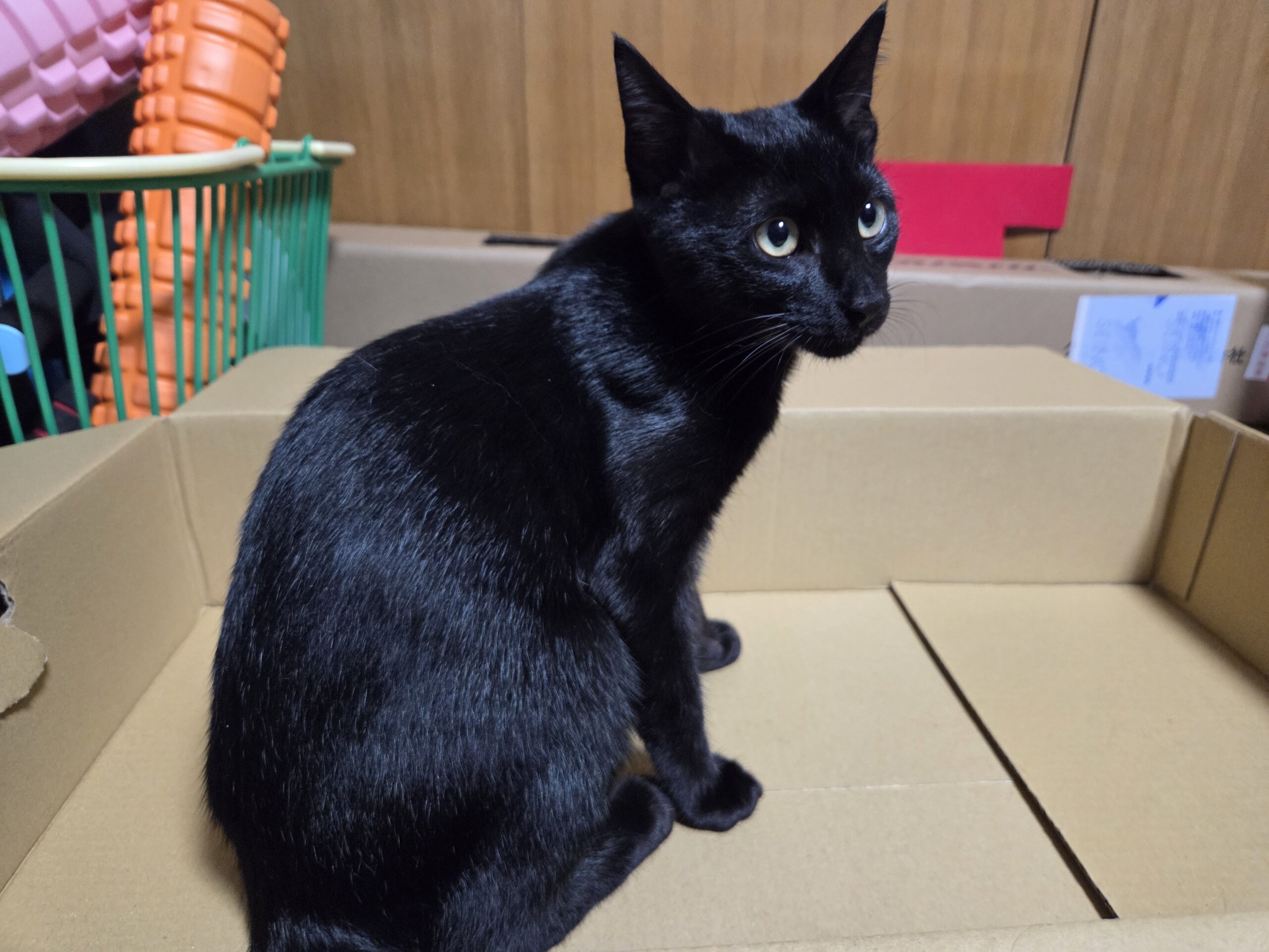 5/27保護、生後6ヶ月のクロネコちゃん