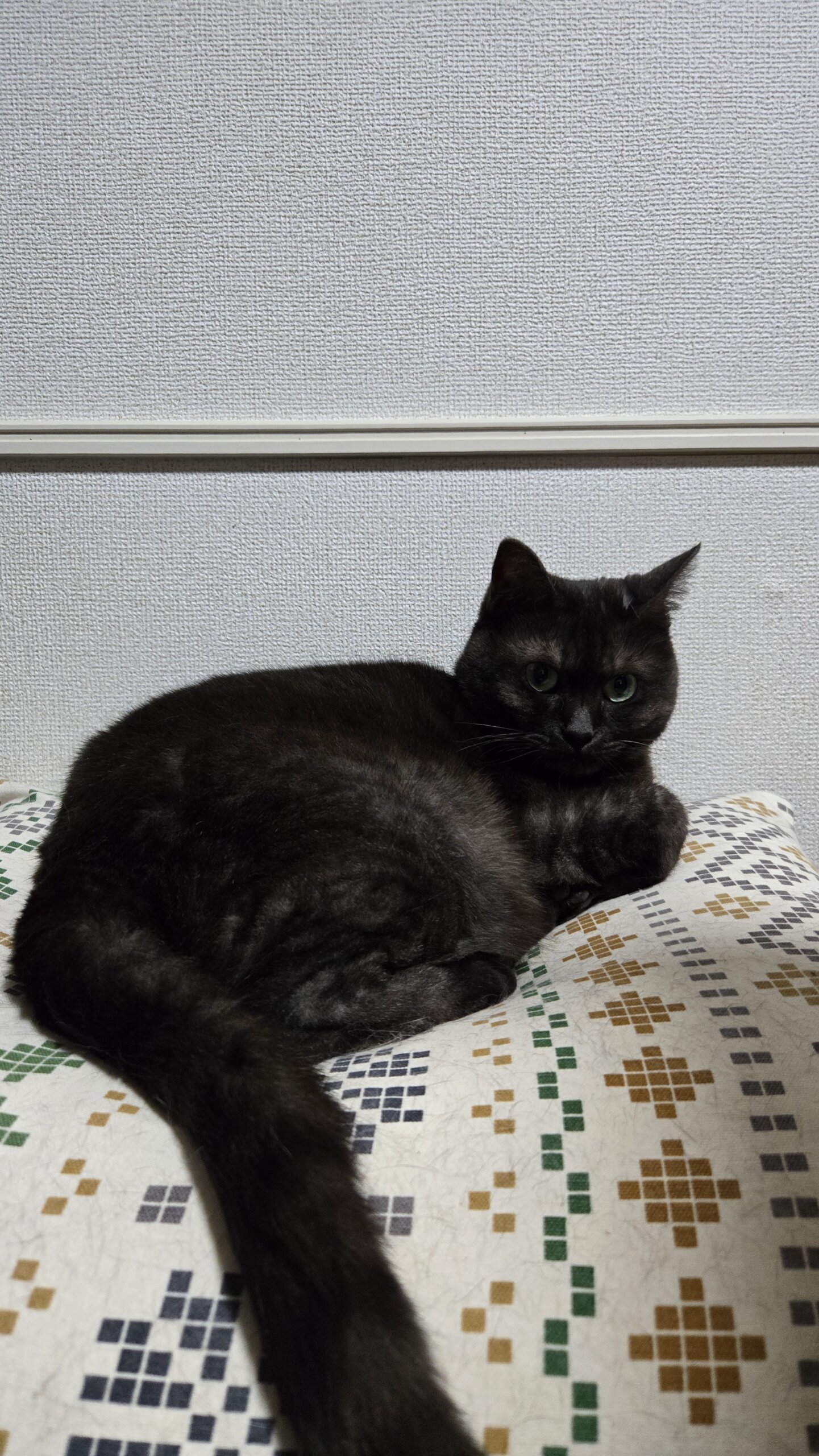 黒トラの女の子、人見知りで甘えん坊