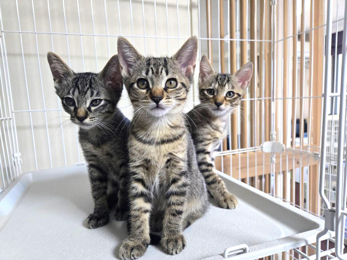 in春日井市☆子猫もいっぱい☆保護猫達を暖かいオウチに迎えよう☆2025年11月15日（土）～ 非営利団体「ちーむ にゃいんず」