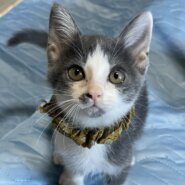 in岡崎市☆子猫もいっぱい☆保護猫達を暖かいオウチに迎えよう☆2025年11月15日（土）～ 非営利団体「ちーむ にゃいんず」