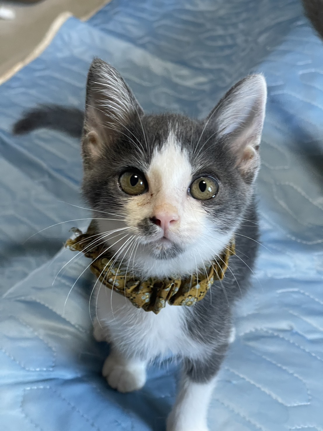 in岡崎市☆子猫もいっぱい☆保護猫達を暖かいオウチに迎えよう☆2025年11月15日(土)~ 非営利団体「ちーむ にゃいんず」