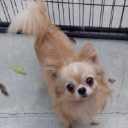 チワワ(マック君)♂️