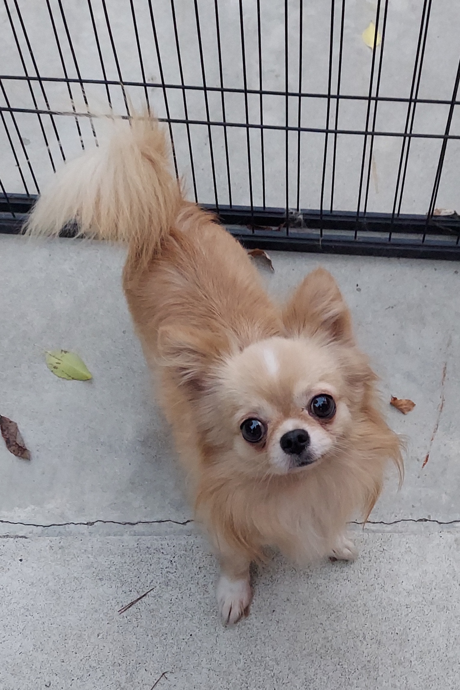 チワワ(マック君)♂️