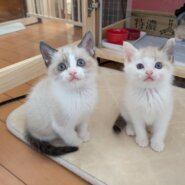 in江南市☆子猫もいます!☆2025年11月23日(日)~ 非営利団体「ちーむ にゃいんず」