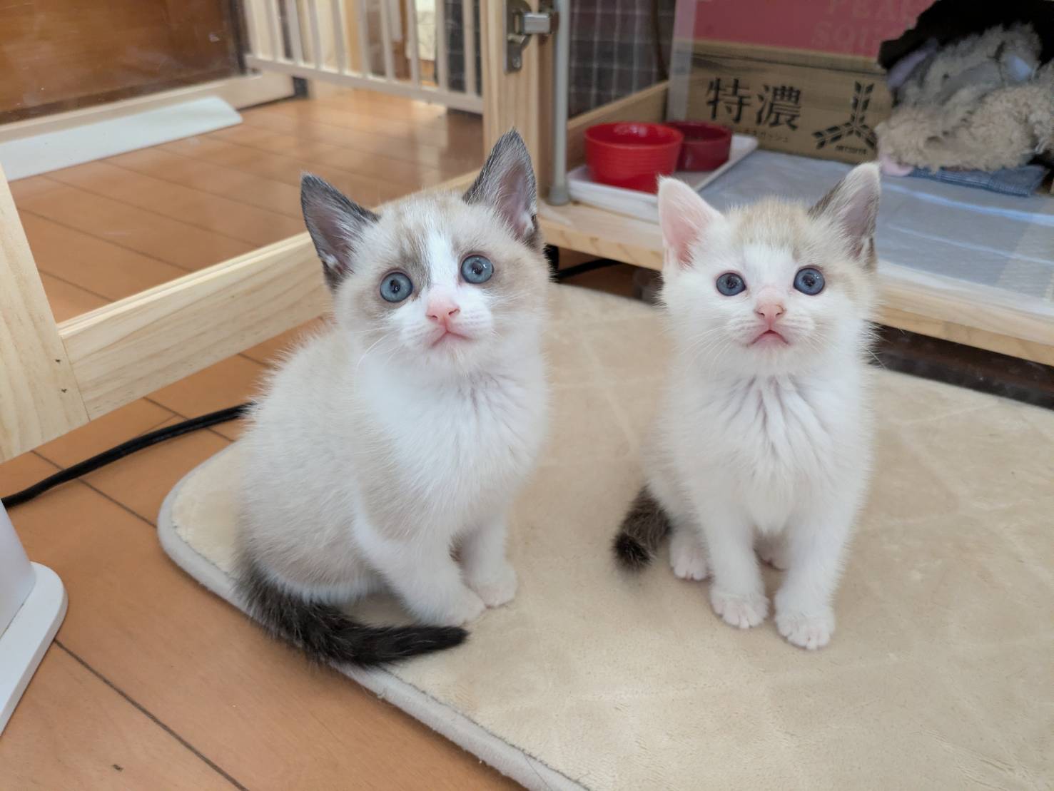 in江南市☆子猫もいます！☆2025年11月23日（日）～ 非営利団体「ちーむ にゃいんず」