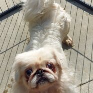 ペキニーズ(パコちゃん)♀️4才