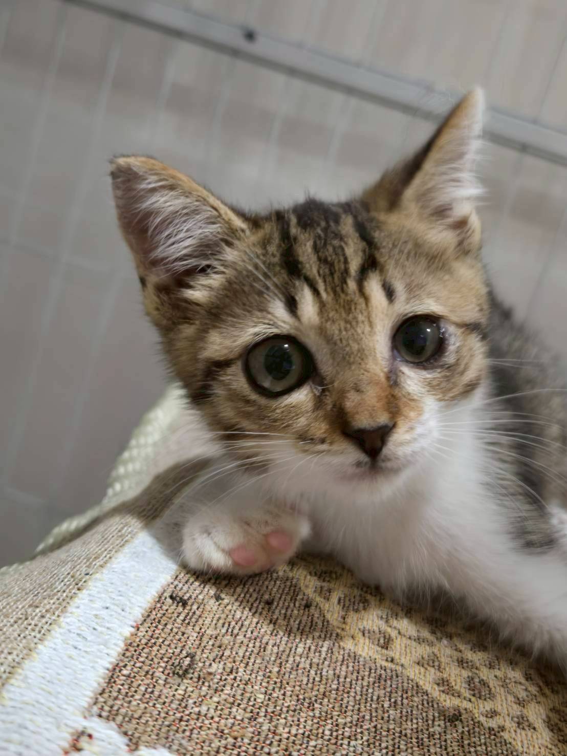 in春日井市☆子猫もいっぱい☆保護猫達を暖かいオウチに迎えよう☆2025年12月6日(土)~ 非営利団体「ちーむ にゃいんず」