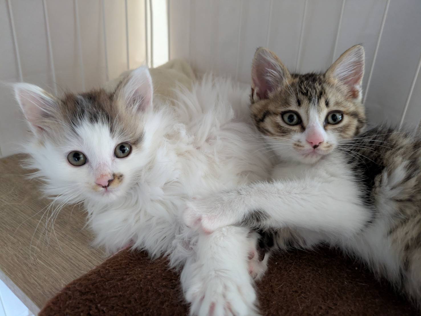 in岡崎市☆子猫もいっぱい☆保護猫達を暖かいオウチに迎えよう☆2025年12月6日(土)~ 非営利団体「ちーむ にゃいんず」