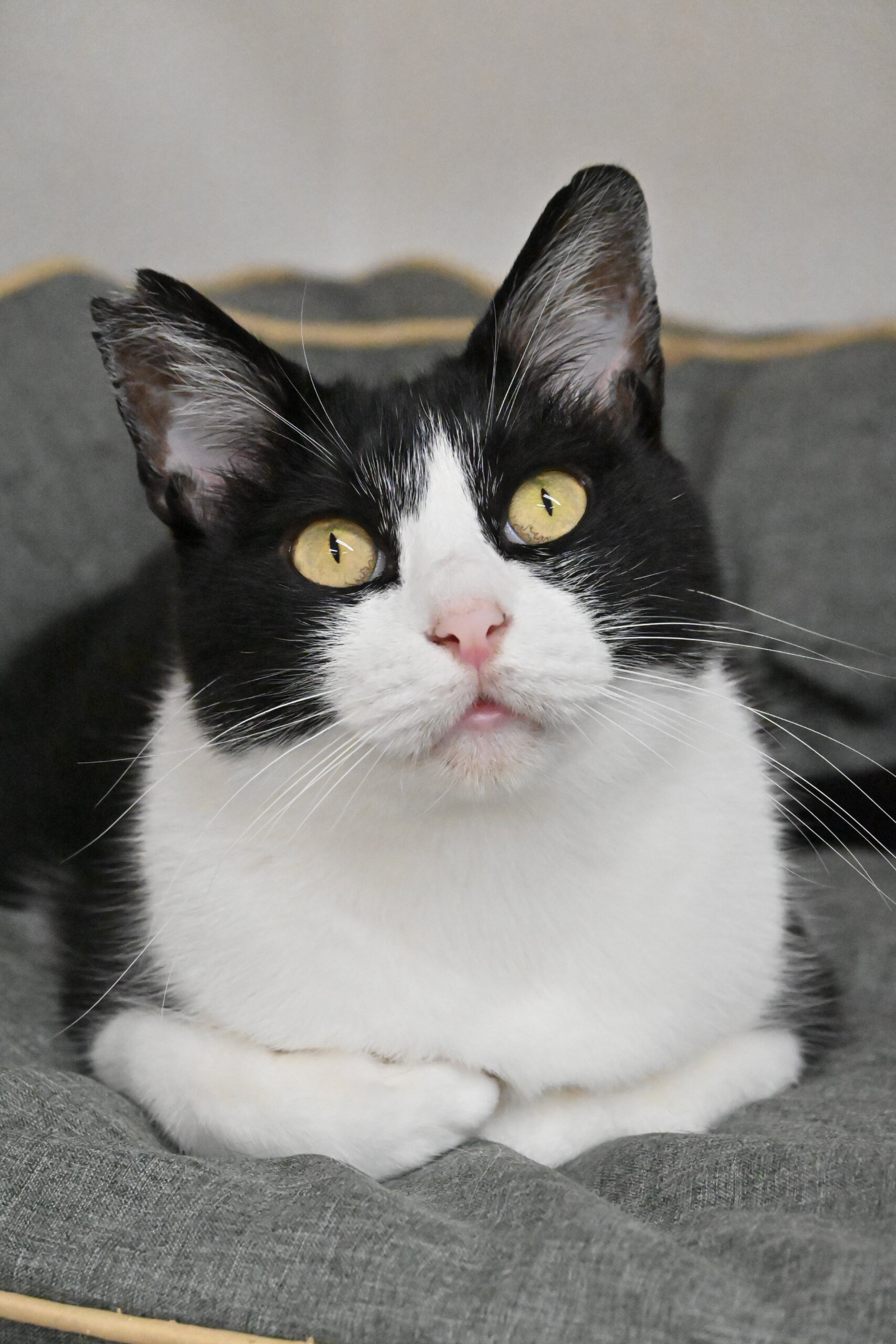 にたま:食いしん坊でとっても可愛い