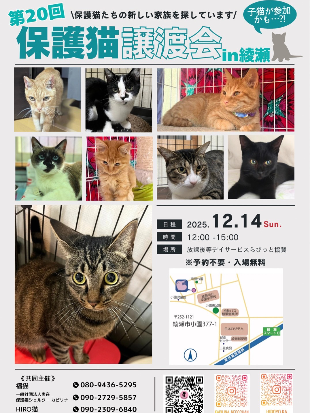 保護猫譲渡会