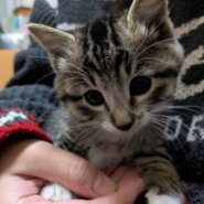 ⭐️12月7日参加猫⭐️大阪府堺市⭐️ばん⭐️1.5ヶ月の女の子