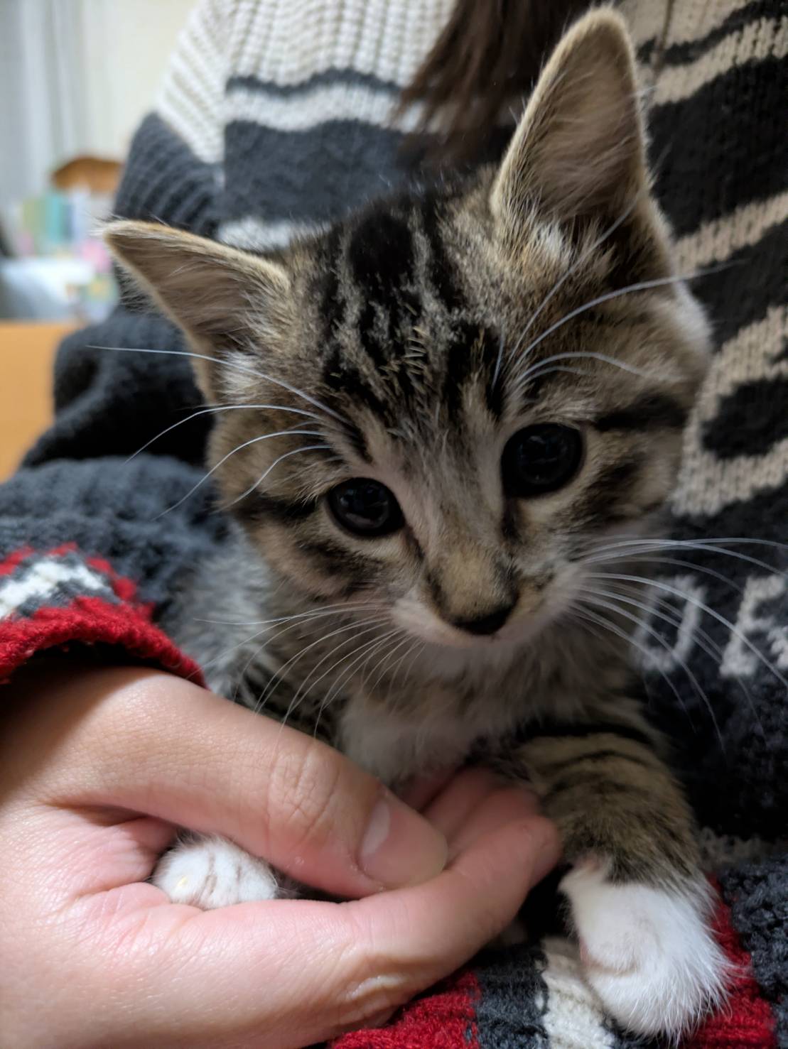 ⭐️12月7日参加猫⭐️大阪府堺市⭐️ばん⭐️１．５ヶ月の女の子