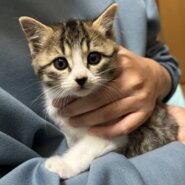 ⭐️12月7日参加猫⭐️大阪府堺市⭐️あさ⭐️1.5ヶ月の女の子