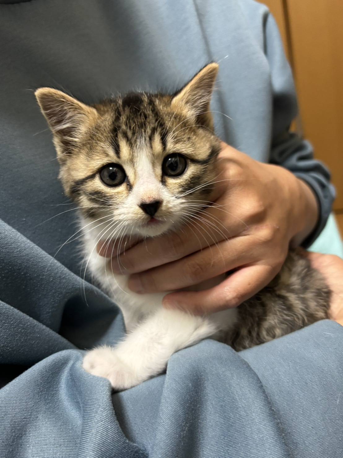 ⭐️12月7日参加猫⭐️大阪府堺市⭐️あさ⭐️１．５ヶ月の女の子