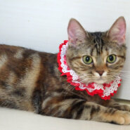 おだやか♪ベニちゃん★血統書アメショ♪８ヵ月