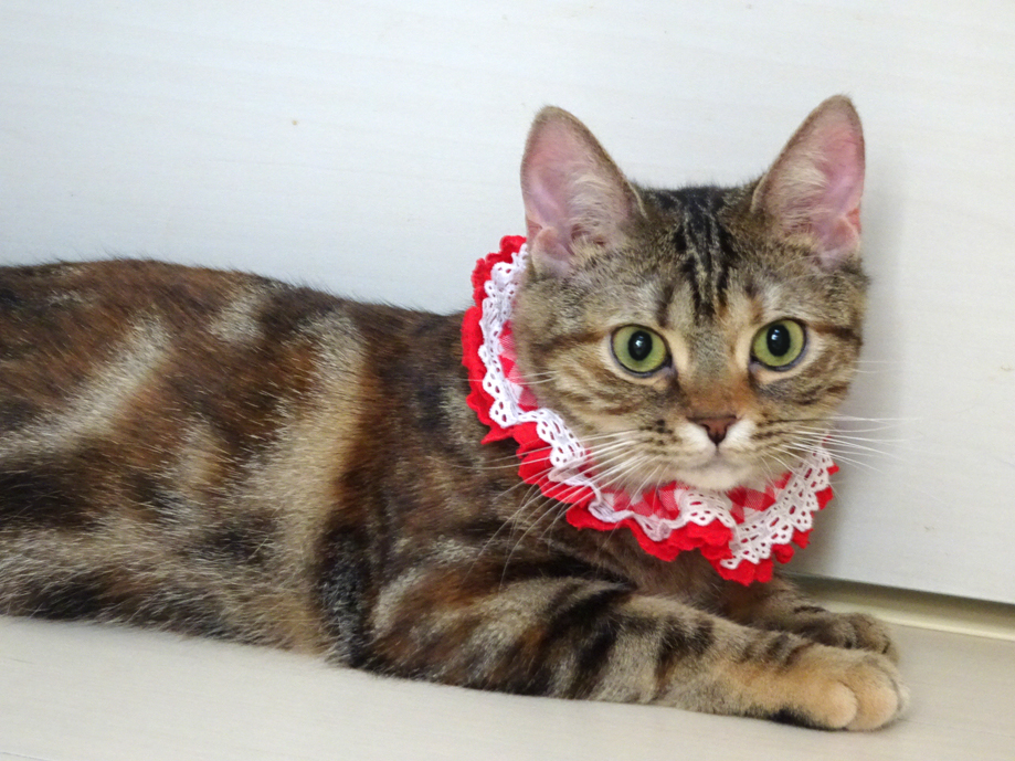 おだやか♪ベニちゃん★血統書アメショ♪8ヵ月