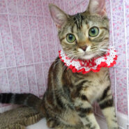 おだやか♪ベニちゃん★血統書アメショ♪8ヵ月