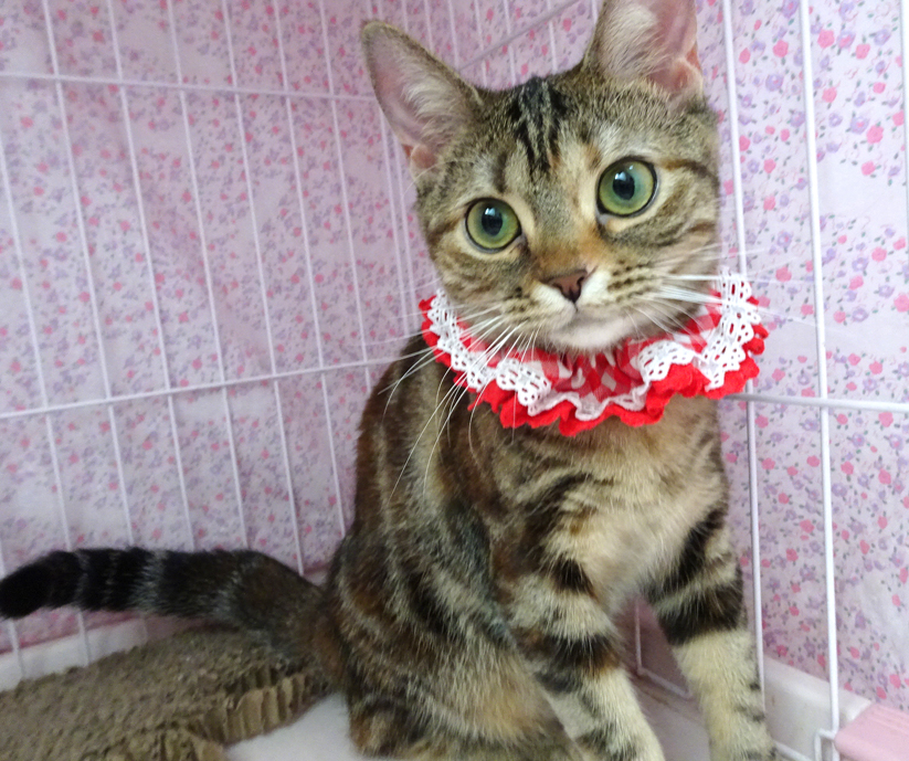 おだやか♪ベニちゃん★血統書アメショ♪８ヵ月