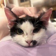 生後２ヶ月ほどの女の子