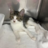 人懐っこいイケメンバロン(11/24譲渡会)