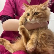 甘えん坊長毛茶とらパスタ(11/24譲渡会)