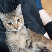 活発なおてんば猫